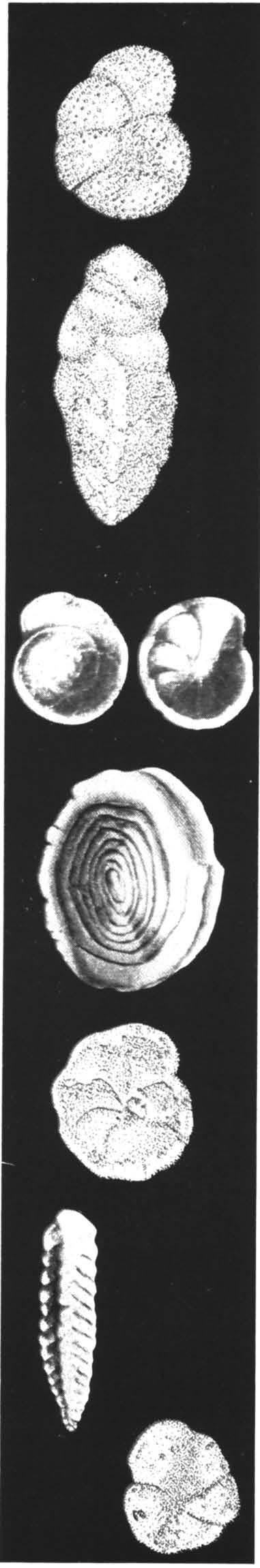 38. 45. 46. 39. 38. Nodosaria bacillum minor 39. Vaginulinopsis decoratus 40.