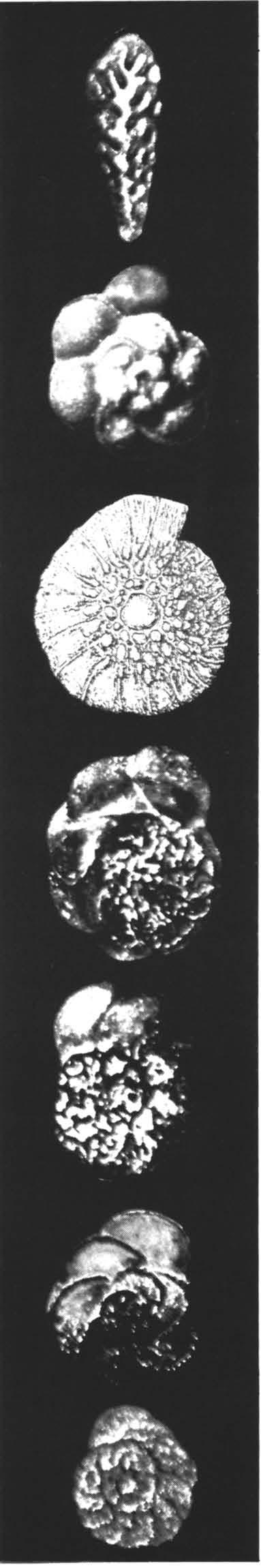 66. 67. 73. Campanien 74. Santonien 68. 75. 69. 76. 70. 66. Gavelinopsis volziana 67. Stensiöina pommerana 77. 68. Bolivinoides decoratus decoratus 69.