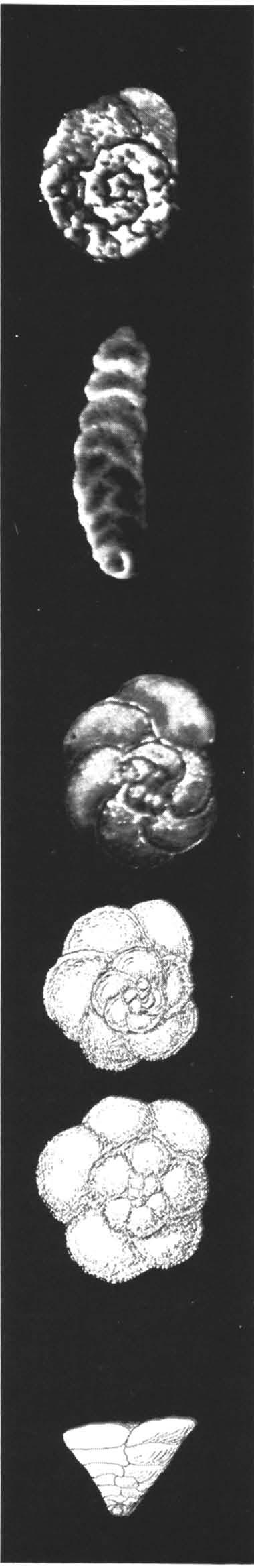 Marssonella trochus 92. 86. Rotalipora turonica 87. Arenobulimina preslii 88. Dorothia gradata 89.