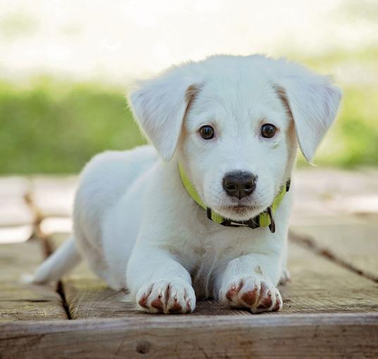 Er is daarom geen sprake van een veilige handelsplaats voor de aanschaf van een hond.