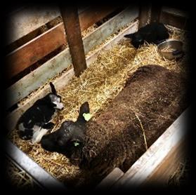 TERUGBLIK De eerste lammetjes zijn geboren! Dat is nog eens de dag goed beginnen, als je in het schapenhok komt en het eerste neusje komt tevoorschijn!