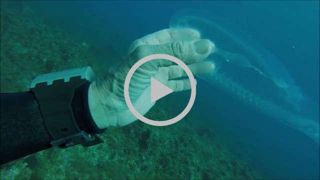 Duiker filmt bultrug die aan het bevallen is Ankers ruimen op zee met Rijkswaterstaat Raniero Borg ontdekte