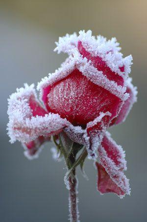 Appèl Inhoudsopgave 4 Ter overweging 5 In memoriam, Annie Satter-van t Sant Wel en wee Bedankt 6 Kerkdiensten rooster 7 Jeugddienst 9 februari Forward 17+ 8 Kerkdienst Bonhoeffer 2 februari