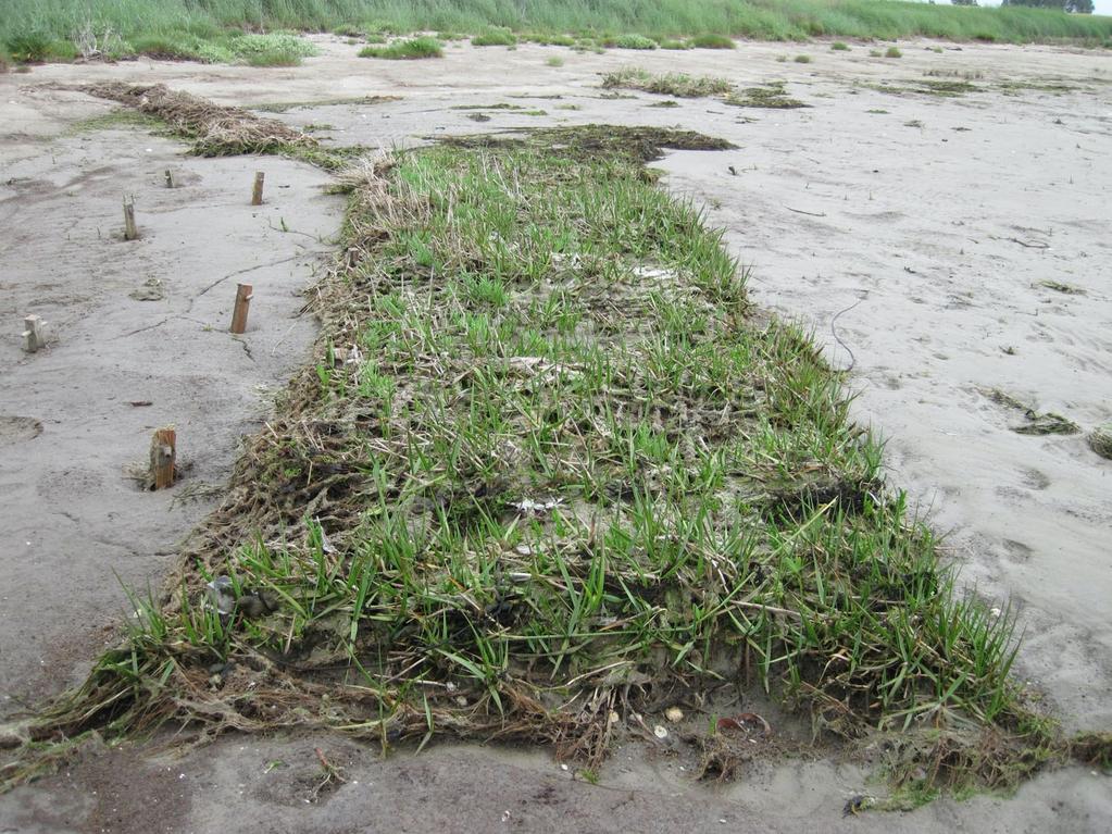 Figuur 4.3. Engels slijkgras groeit goed in geotextiel van kokosvezel bij het schor van Sint Annaland (Oosterschelde, noordelijk t.o.v. het Verdronken Land van Zuid-Beveland). 4.1.5.