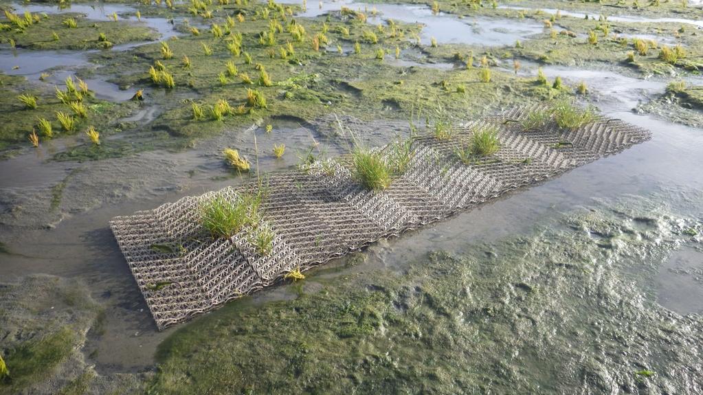 Figuur 4.4. Engels slijkgras groeit en overleeft goed in BESE-structuren bij de Dortsman (Oosterschelde).