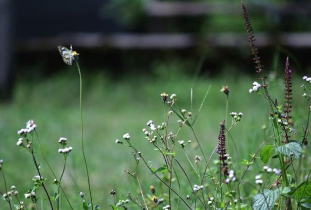 Bijlage: testmateriaal Oefenvraag 1 Vraag vooraf: Wat zijn volgens de tekst de oorzaken voor de afname van biodiversiteit in de landbouw? (open vraag).