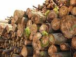 We hergebruiken door stormschade afgebroken hout net als bomen die krom en scheef zijn gegroeid en niet meer voor meubels