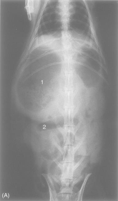 Figuur 7 (A) en (B) Rx foto s van het abdomen van een konijn met een obstructie in het jejunum door een haarbal.