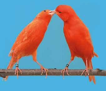 Kleurkanaries, Rood intensief Jan Six. Een rood intensieve kanarie zal een vogel zijn met een diep, zuiver en egaal roodbezit waarbij komt dat hij, uiteraard, intensief moet zijn.