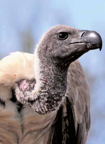 703. Wist u ook dat in Jatayu (India) het grootste standbeeld van een vogel ter wereld staat?