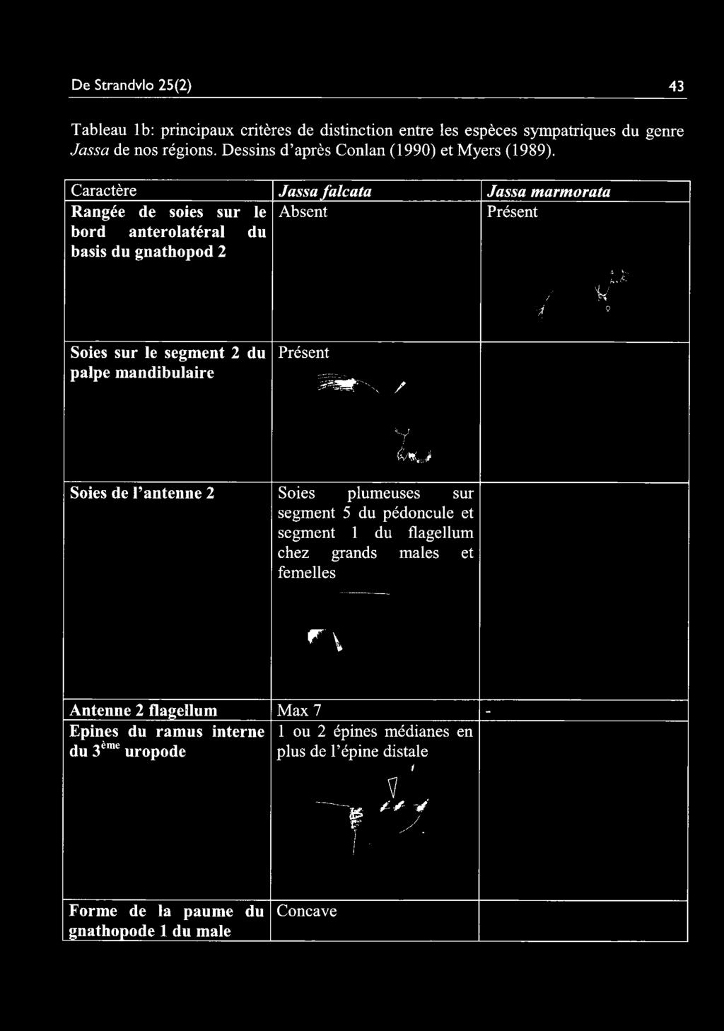 Caractère Jassa falcata Jassa marmorata Rangée de soies sur le Absent Présent bord anterolatéral du basis du gnathopod 2 if' - f V; i 9 Soies sur le segment 2 du palpe