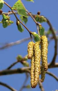 Wij brengen in ieder geval de lente alvast even in huis. Verwachte pollenexplosie maakt niet iedereen blij met lente Het pollenlegioen uit de berk rukt vanuit Limburg op naar het noorden.