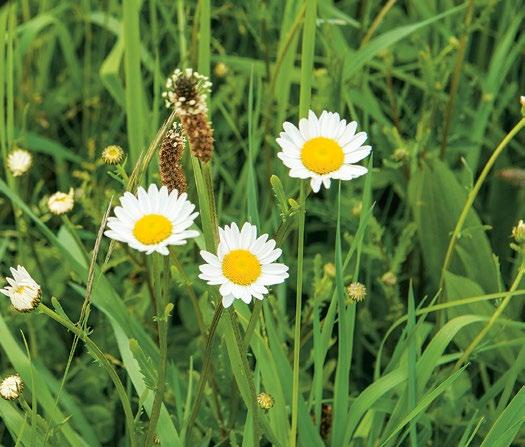 Herstel van grasland bij weidegang Duurzaam voedergewassen telen Grasland met rogge bij Cor den Hartog, mei 2021.