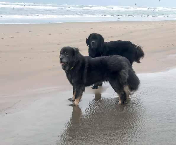 NALATENSCHAP Tibetaanse Mastiffs zijn al jaren onderdeel van ons gezin. Wij willen ons ervoor blijven inzetten dat het prachtige ras in stand blijft.