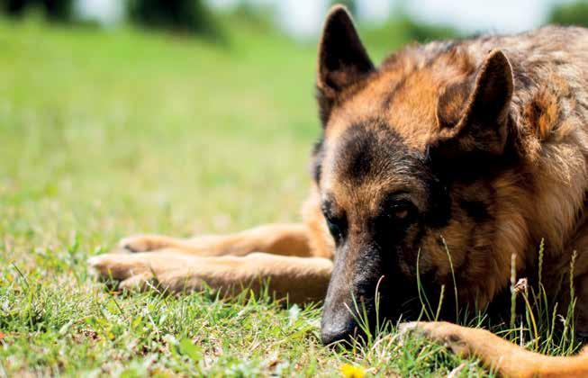 De dierenarts kwam er uiteindelijk achter dat Tomas ziek was door een infectie met Leishmania. Dogger zou het liefste rennen.