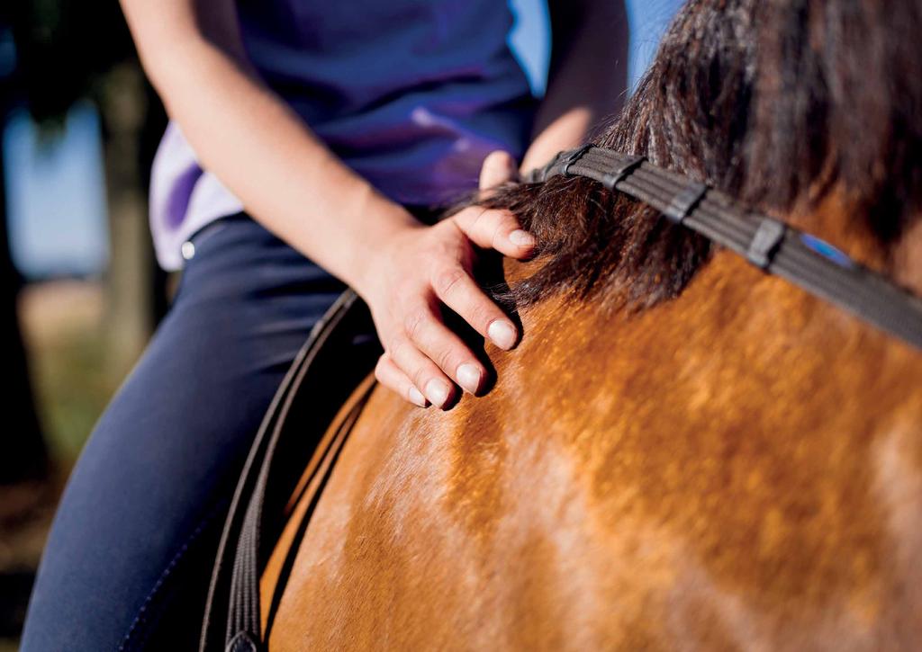 EQUINE PIJN EN WELZIJNSAPP DIERENWELZIJN Met EPWA heb je