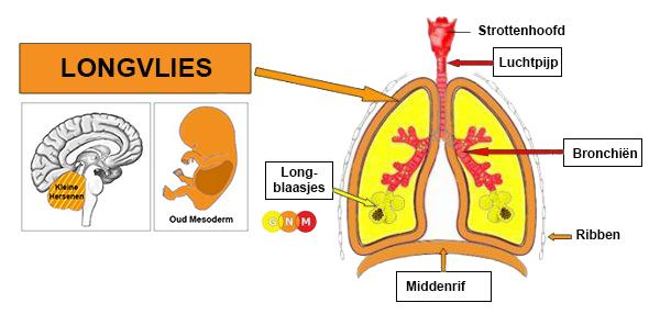De dunne ruimte tussen de twee pleurale lagen, ook wel de pleurale ruimte of pleuraholte genoemd, is gevuld met sereuze vloeistof die de onderliggende weefsels beschermt en de longen in staat stelt