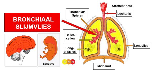 ONTWIKKELING EN FUNCTIE VAN HET BRONCHIALE SLIJMVLIES: De bronchiën vertakken zich vanuit de luchtpijp in twee hoofdbronchiën, van waaruit ze in elke long verder worden onderverdeeld in talrijke