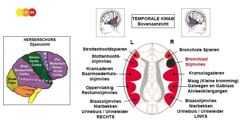 De hoofdfunctie van de bronchiën en de bronchiolen is om lucht naar de longblaasjes te vervoeren, waar zuurstof en koolstofdioxide tijdens de ademhaling worden uitgewisseld.