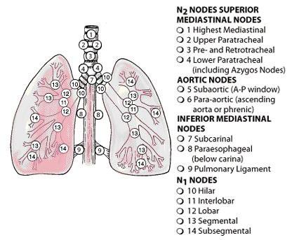pn M Mx M0 M1 pm pathological lymph nodes the pn categories correspond to the N categories; histological examination of hilar and
