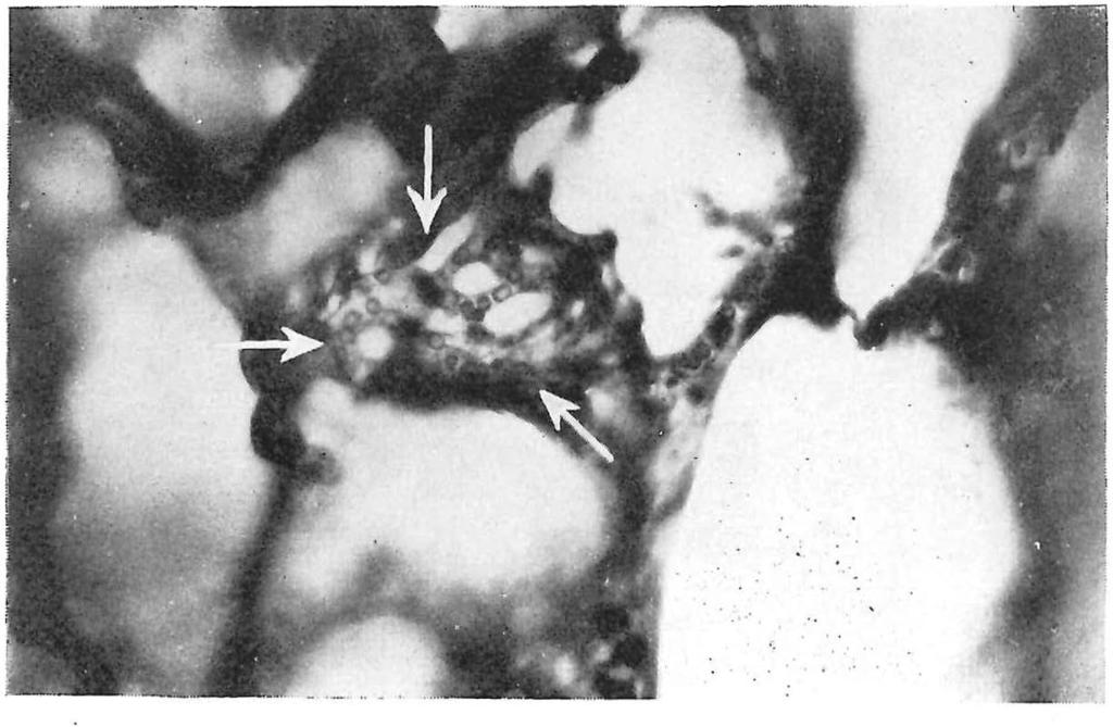 Fig. 28. Long konijn. (Vergrooting 230 X). Microphoto. Kleuring : Haematoxyline-eosine.