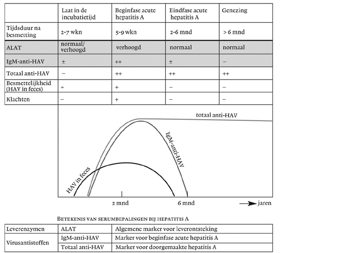 3.1 Diagnostiek hepatitis A: IgM-anti-HAV Met de IgM-anti-HAV-test kan een hepatitis-a-virusinfectie worden aangetoond. 2 IgM-anti-HAV is gewoonlijk drie maanden na de infectie niet meer aantoonbaar.