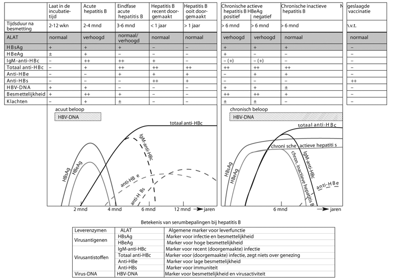 drie maanden na het begin van de infectie verdwijnt het HBsAg, terwijl het IgG-anti-HBsAg (anti- HBs) heel incidenteel nog niet verschenen is (het zogeheten open-core-window ).