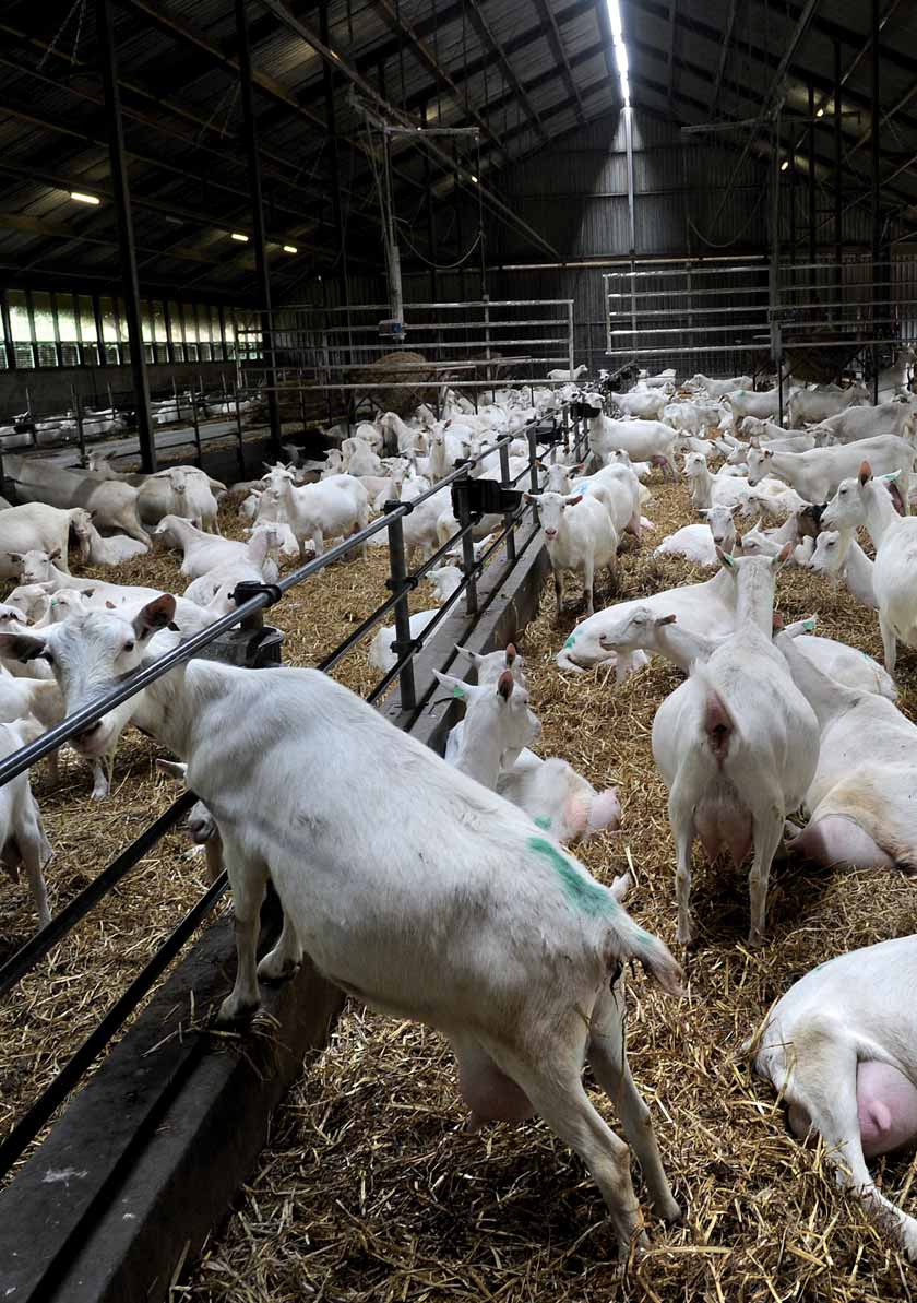Melkgeiten: potstal Vrijwel alle melkgeiten in Nederland worden gehouden in een