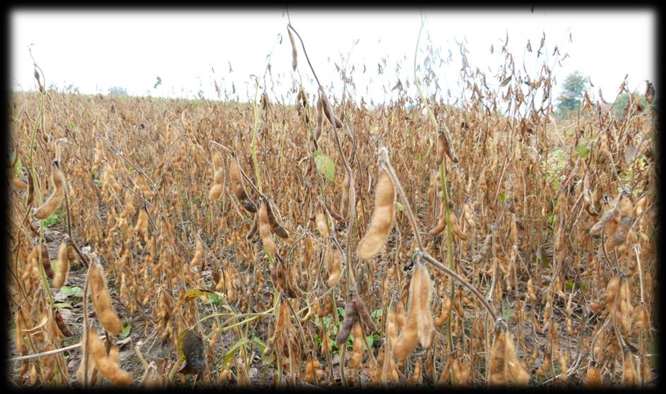 BESCHIKBAARHEID VAN SOJA EN ALTERNATIEVE EIWITBRONNEN IN EUROPA Teelt van soja in Europa De Europese sojateelt is slechts 1% van de wereldproductie.