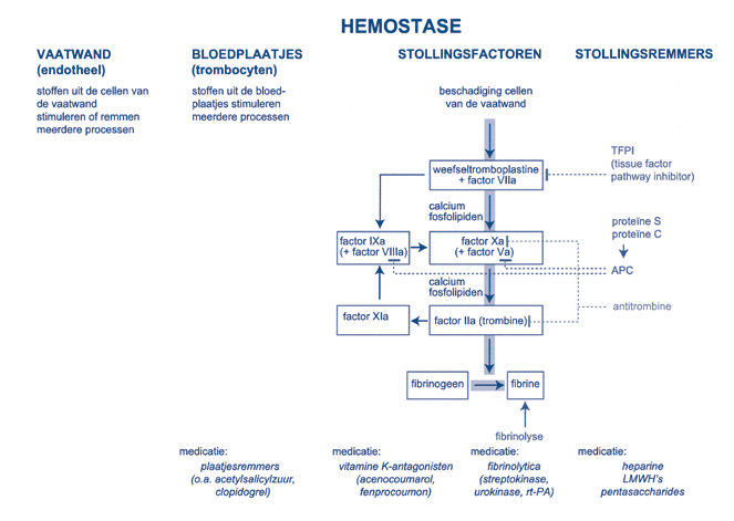 Figuur 1.1. Schema van de normale hemostase. In dit vereenvoudigde schema zijn hemostatische processen van de vaatwand, de bloedplaatjes en de stollingsfactoren en -remmers naast elkaar weergegeven.