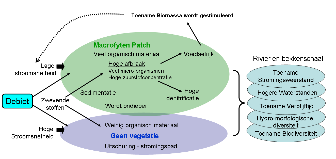 Een toename van de oppervlakte aan waterverzadigde zones (oevers, zijbeken, vallei) door opstuwing van grondwater.