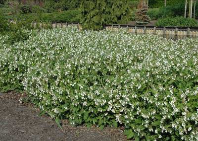 Tuinliefhebbers zijn daar al van doordrongen, en vaste planten zijn dan ook de meest winstgevende plantengroep die in tuincentra verkocht wordt.