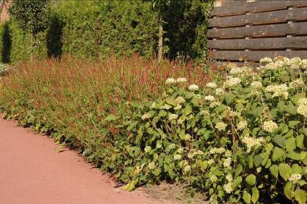 4.3.5 Plantvakken vóór muren en lage gebouwen Doel: camouflage van een lelijke muur, graffitispuiters ontmoedigen, storten van zwerfvuil tegengaan, ontmoedigen van beklimmen, temperatuurdemping.