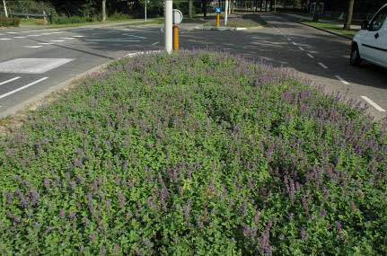 Windbestendige, onderhoudsvriendelijke planten zijn geschikt. Planten met uitlopers zijn geschikter dan polvormers. Uitzaai met zaden die door de wind verspreid worden is ongewenst.