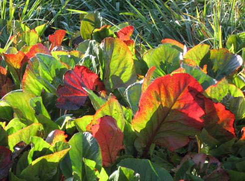 Vaste planten die in augustusseptember bloeien, kunnen dan een mooie aanvulling zijn.