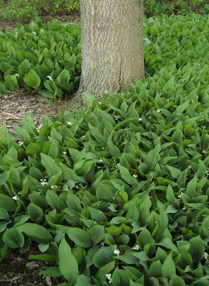 4.4.17 Giftigheid Het gevaar van giftige planten moet niet overdreven worden. De meeste planten in het openbaar groen nodigen niet uit tot eten, dus een matige giftigheid is geen probleem.