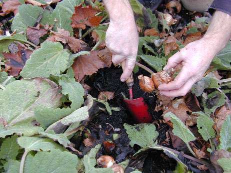 plant die er hoort te staan. Planten met ondergrondse uitlopers mogen geschoffeld worden; tussen planten met bovengrondse uitlopers kan alleen handmatig gewied worden.