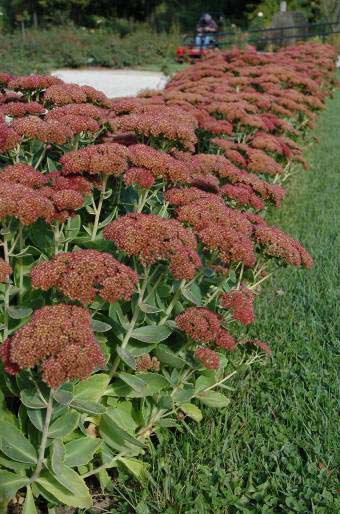 dicht, maar slechts 30-40 cm hoog. Voor plekken met een hoge onkruiddruk is deze plant niet geschikt als enige bodembedekker.