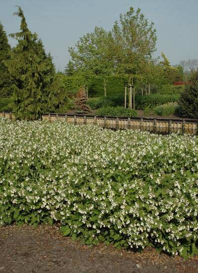 1 Onderzoek naar vaste planten In 2004 is Praktijkonderzoek Plant en Omgeving B.V. (PPO) gestart met een onderzoek naar vaste planten voor extensief beheer in het openbaar groen.