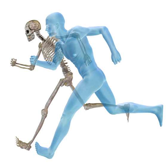 Je geraamte of skelet geeft je lichaam stevigheid en vorm en zorgt ervoor dat je inwendige organen goed worden beschermd.