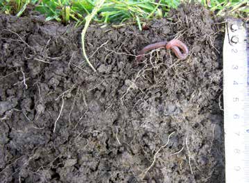 naar de graswortel Een betere nutriëntenbenutting door een intensievere en diepere beworteling