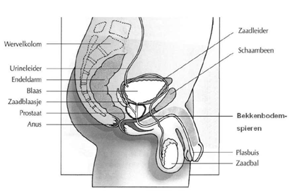 Inleiding U bent door de uroloog verwezen voor een echografie en een punctie van de prostaat. Met een punctie van de prostaat wordt vastgesteld of er sprake is van een goedof kwaadaardige aandoening.