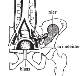 Zo wordt de nier weer van bloed voorzien. Ze kan opnieuw haar functie hernemen in het lichaam van de ontvanger en zo opnieuw urine produceren.