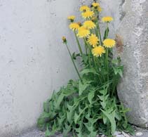 liggende vetmuur (Sagina procumbens), Canadese fijnstraal (Conyza canadensis), paardenbloem (Taraxacum officinale) en grote weegbree