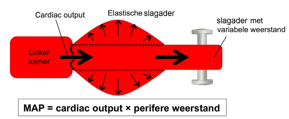 1.6. Gemiddelde slagaderdruk (MAP) Meestal worden onder- en bovendruk gebruikt om de bloeddruk aan te geven. Maar je kunt ook één maat nemen.