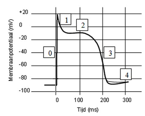 4.3. De actiepotentiaal Er is een verandering van de membraanpotentiaal nodig om een hartcel te laten samentrekken. Als een hartcel elektrisch wordt geactiveerd, ontstaat er een actiepotentiaal.