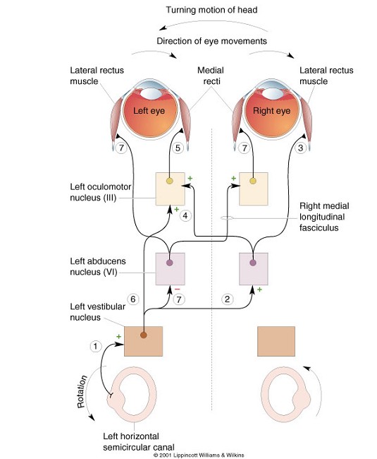 10 V. VOR: vestibulo-oculair reflex Een belangrijke functie van het centrale vestibulair systeem is om de ogen op een punt gericht te houden ook al bewegen we hevig.