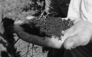 handelsmeststof? Boomgaard ter Linde zoekt naar de middenweg tussen hoge bemesting voor sterke bloemknoppen en lage bemesting voor hoge vruchtkwaliteit en wil ook zuinig met mest zijn.