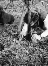 4.6.6 Afdekken van de boomspiegel bij jonge bomen Om jonge bomen de maximale groeikracht mee te geven wordt vaak gekozen voor afdekken met een mulch laag direct na planten, zie ook 10.6. Praktische tips om stambasisrot te voorkomen Het nieuwe appelras Topaz is zeer gevoelig voor stambasisrot (Phythophthora spp.