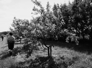 Biologische appels en peren: